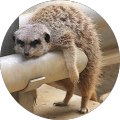 Google Profilbild von e-motion Kunde Dorothea