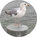 Google Profilbild von e-motion Kunde R. Mirau